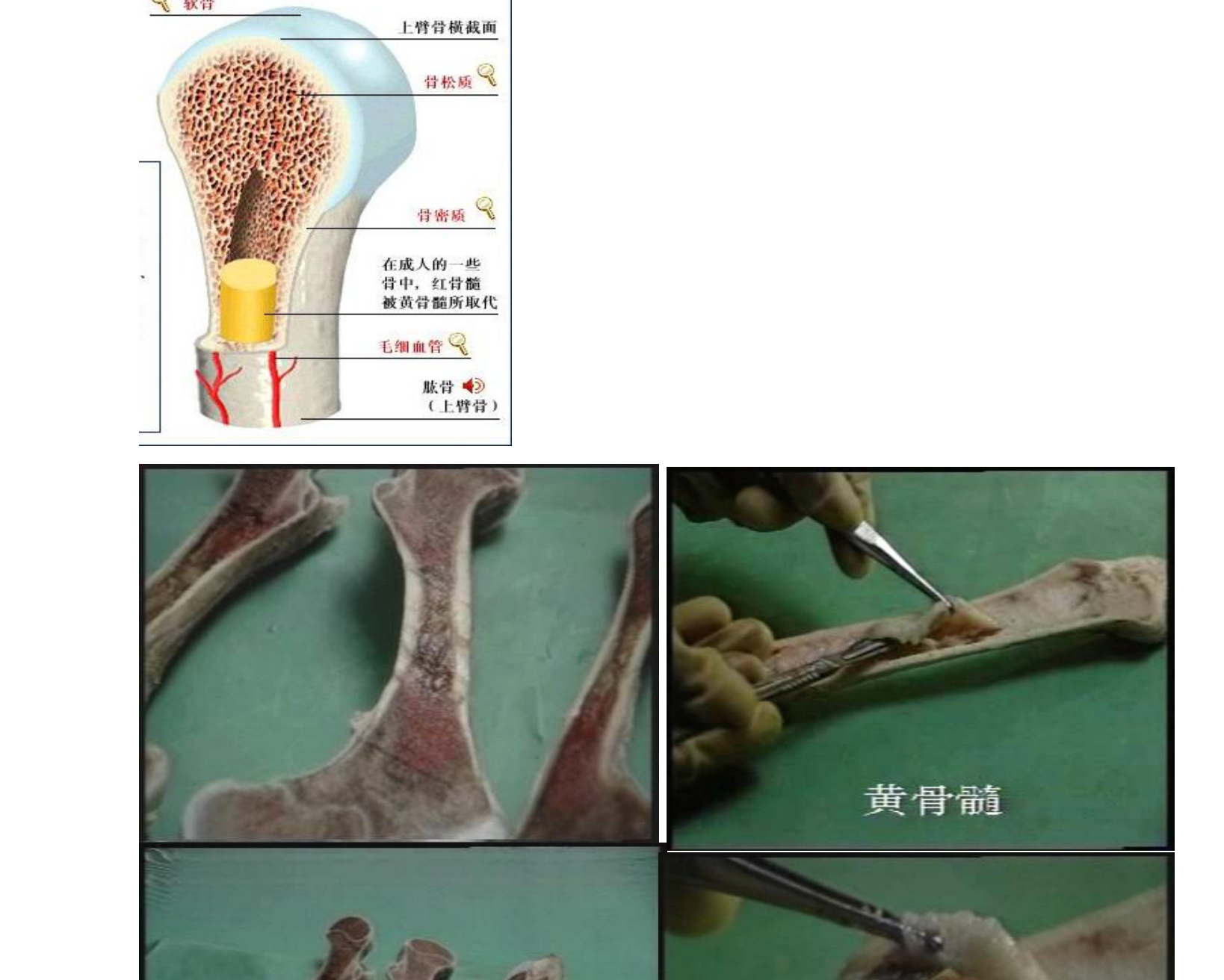 图片[3]|兽医执业资格考试基础科目：药理解剖病理知识点总结